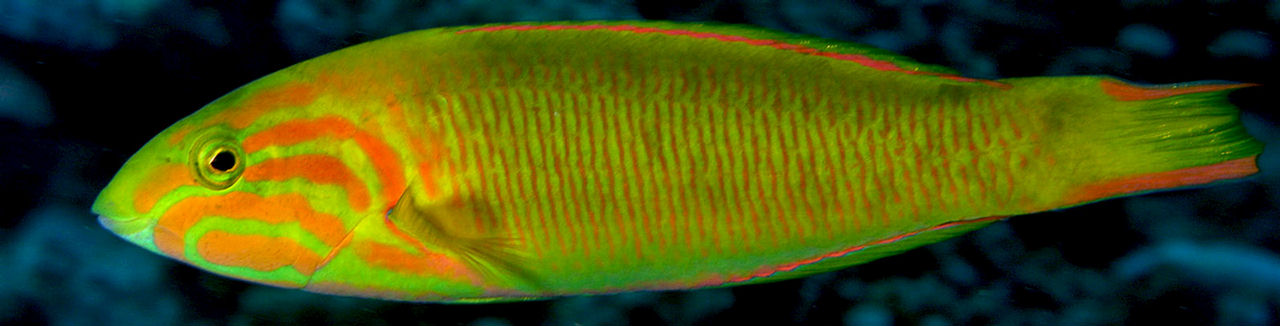 Thalassoma lutescens